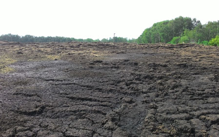 Animal Manure
