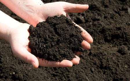 Organic Fertilizer