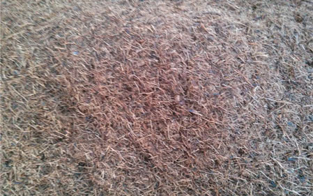 Coconut Coir